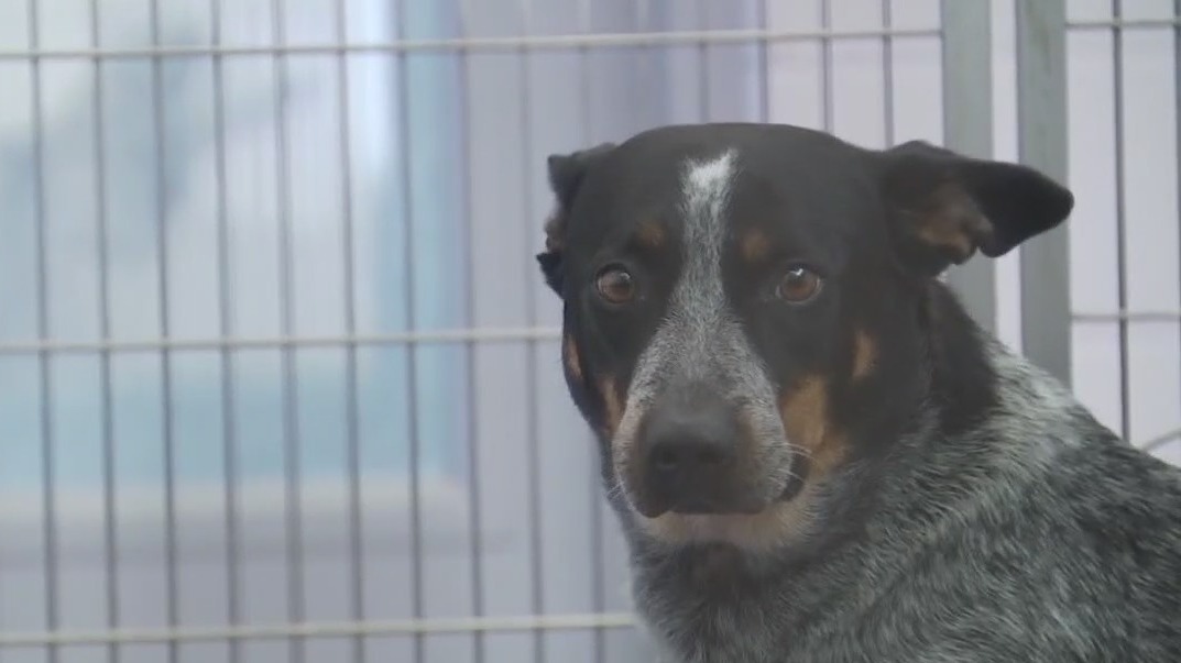 Georgetown looks to improve pet boarding safety